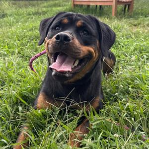 Dior, Rottweiler, adult, available for adoption