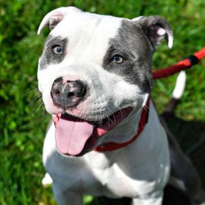 Mochi, Terrier, Pit Bull, adult, available for adoption