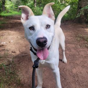 A white dog with a pink tongue sticking out, standing on a dirt path in a wooded area.