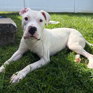 Bada Boom, Terrier, Pit Bull, adult, available for adoption