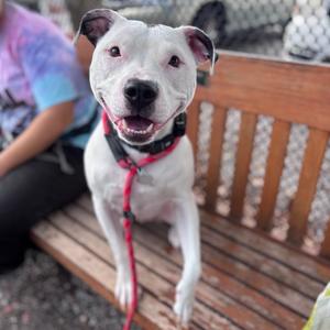 Eliza, Terrier, Pit Bull, adult, available for adoption