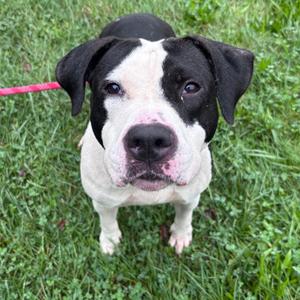 Jolene, Terrier, Pit Bull, adult, available for adoption