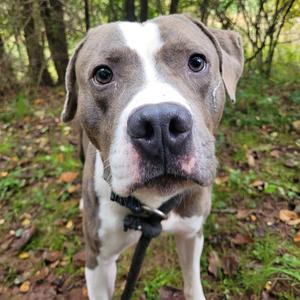 Gordo, Terrier, Pit Bull, adult, available for adoption