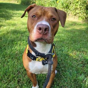 Ember, Terrier, Pit Bull, adult, available for adoption