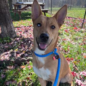 Dingo, Mixed Breed (Medium), adult, available for adoption