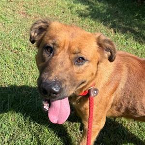 Google, Mixed Breed (Medium), adult, available for adoption