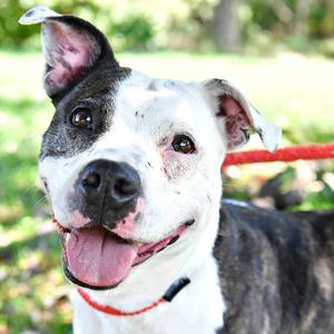 Battlefield Sallie, Terrier, Pit Bull, adult, available for adoption