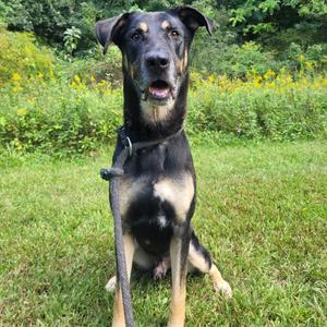 Kuma, Shepherd, German, adult, available for adoption