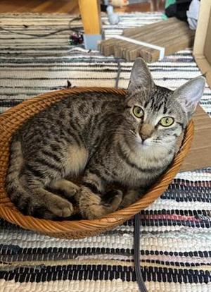 Faith, young, available for adoption