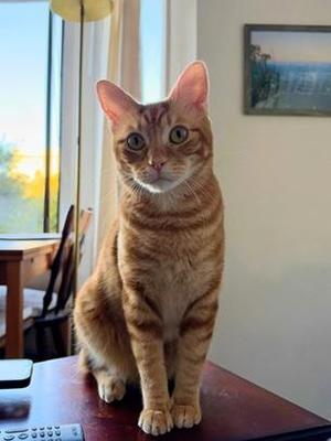 Tommy, adult, available for adoption