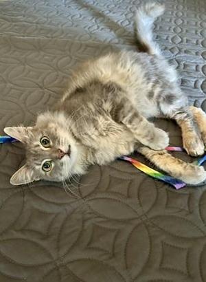 A fluffy gray cat lying on its back on a quilted surface, with a colorful ribbon around its neck.