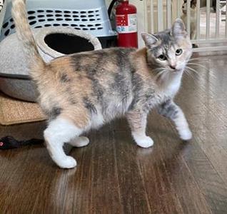 Kora, adult, available for adoption