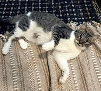 Elastigirl, adult, available for adoption