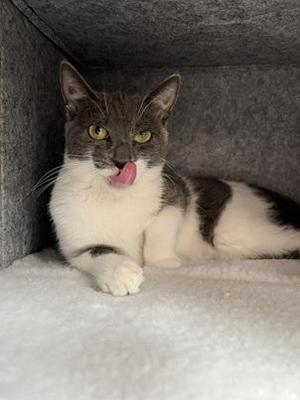 Jolie, kitten, available for adoption
