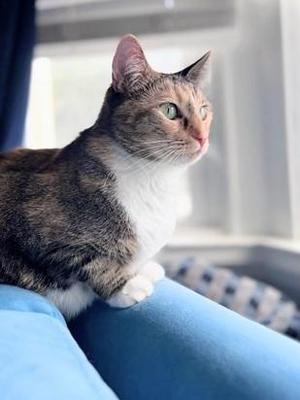 Jazzy, adult, available for adoption