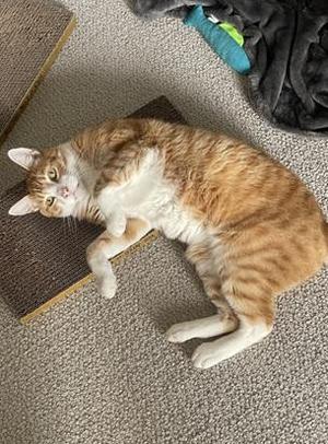 Bubba, adult, available for adoption
