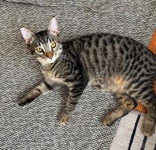 Needoh, kitten, available for adoption