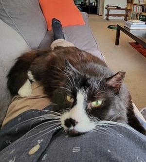 Samba, senior, available for adoption