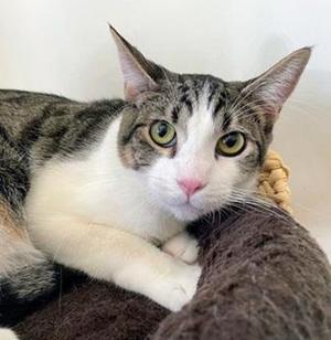 Jax, young, available for adoption