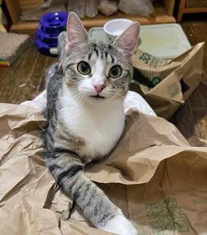 Claudia, young, available for adoption