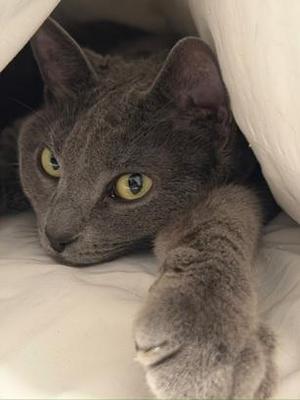 Tess, adult, available for adoption