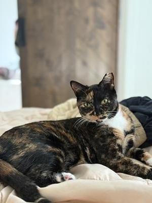 Gabby, adult, available for adoption