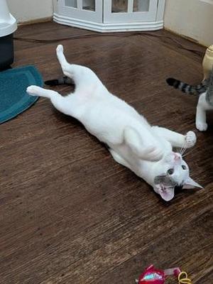 Bunny, adult, available for adoption