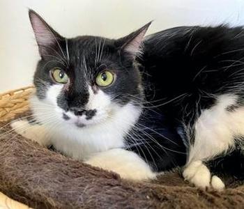 Banjo, young, available for adoption