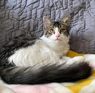 Noah, young, available for adoption