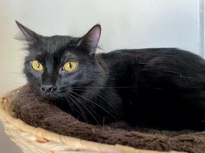 Ariel, young, available for adoption