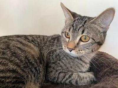 Squeekie, kitten, available for adoption