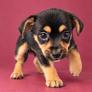 Booberry, Chihuahua, puppy, available for adoption