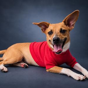 Marshall, Feist, adult, available for adoption