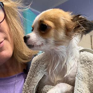 Bree, Chihuahua, Long Coat, adult, available for adoption