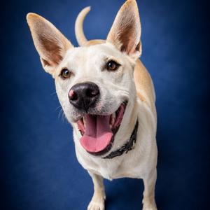 Walnut, Terrier, Jack Russell, adult, available for adoption