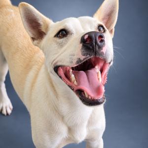 A close-up of a happy dog with a light-colored coat, its mouth open in a joyful expression, showing its teeth and tongue. The dog's ears are perked up, and it appears to be looking slightly to the side. The background is a solid dark blue.