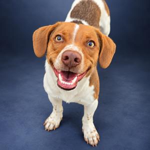 Max, Beagle, adult, available for adoption