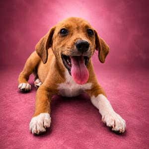 Posie, Coonhound, puppy, available for adoption