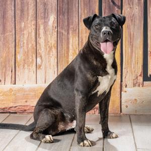 Diesel, Terrier, American Staffordshire, adult, available for adoption