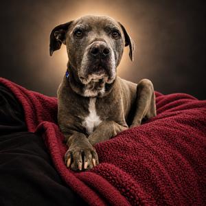 Bella, Weimaraner, senior, available for adoption