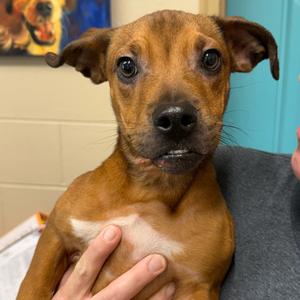Harper, Mixed Breed (Small), adult, available for adoption