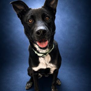 Zara, Retriever, Black Labrador, adult, available for adoption