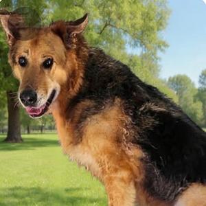 Archie, Shepherd, German, senior, available for adoption