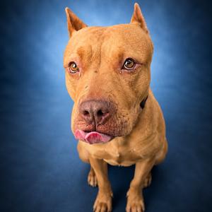 Cupcake, Terrier, American Pit Bull, adult, available for adoption