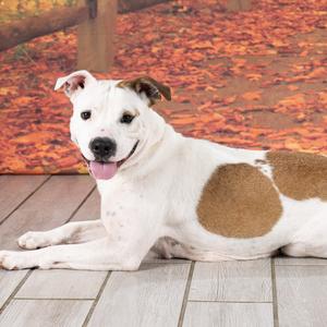 Sage, Terrier, American Staffordshire, adult, available for adoption