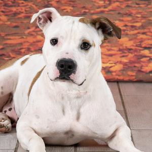 Sage, Terrier, American Staffordshire, adult, available for adoption