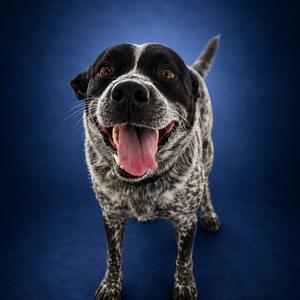 Bandit, American Blue Heeler, adult, available for adoption