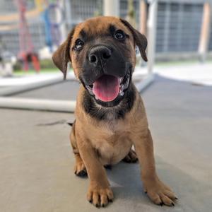 A happy brown puppy sitting on a concrete surface with its mouth open, showing its tongue.