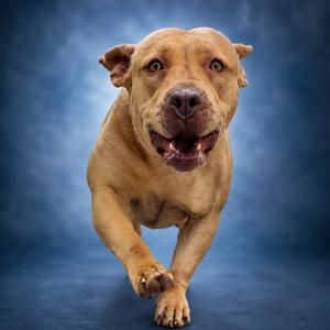Cookie, Terrier, American Pit Bull, adult, available for adoption