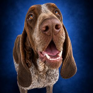 Waffle, Coonhound, adult, available for adoption